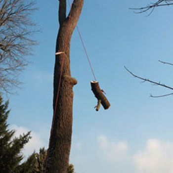 Abattage d’arbre à Le-Passage